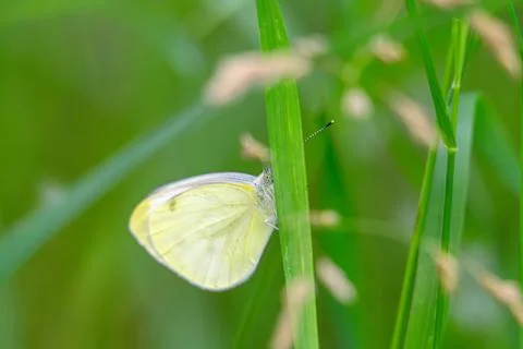 Small skipper on flower Fotos Stock
