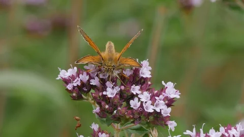 Small skipper thymelicus sylvestris nectaring on thyme Stock Footage 108066344