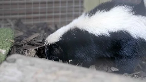 Small skunk slow motion sniffing around rooting for bugs Stock Footage 140884286