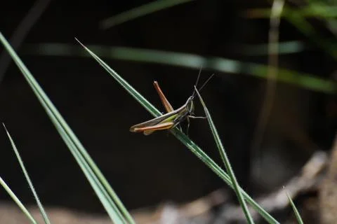 Small Slated-head Grasshopper Navigating Across Grass (Mermiria sp.) Stock Photos