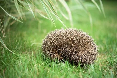 Small Sleeping hedgehog Foto stock