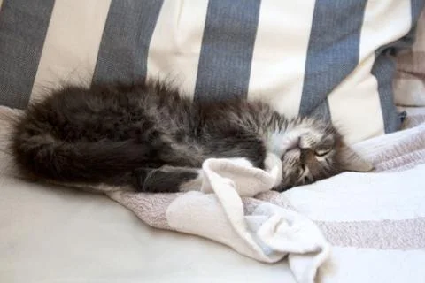 Small sleeping tabby kitty Stock Photos