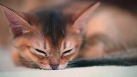 A small sleepy kitten is attacked by another kitten Stock Footage 141991035