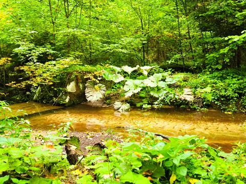 Small slowly flowing stream in the forest Stock Photos