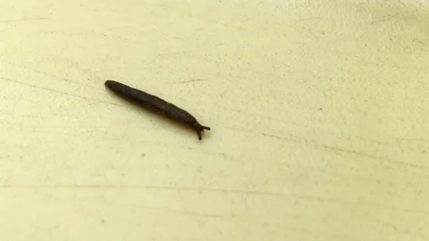 Small slug on the move Stock Footage 91547044