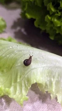 Small slug on top of lettuce Stock Photos