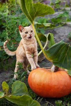 A small smiling light kitten stands with its paws on an orange pumpkin. Hal.. Stock Photos