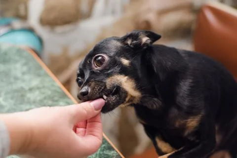 A small smooth-haired dog breed Toy terrier eats a delicacy from the hand Foto stock