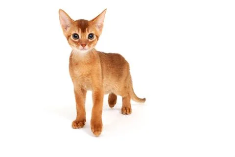 Small smooth-haired kitten on a white background Stock Photos