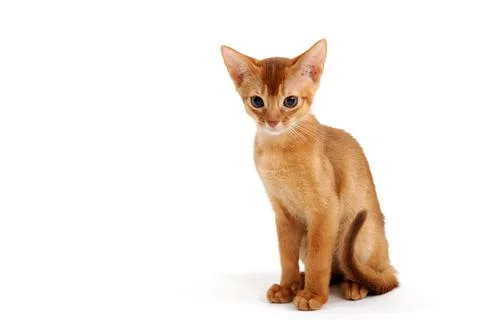 Small smooth-haired kitten on a white background Stock Photos