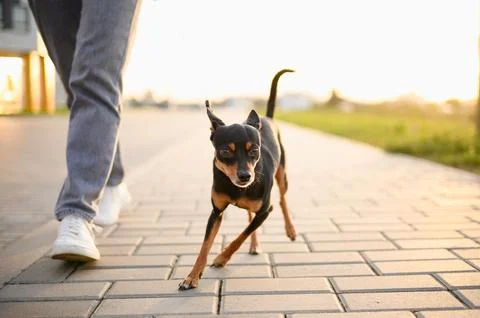 Small smooth-haired Russian Toy Terrier runs quickly next to its owner after she Stock Photos