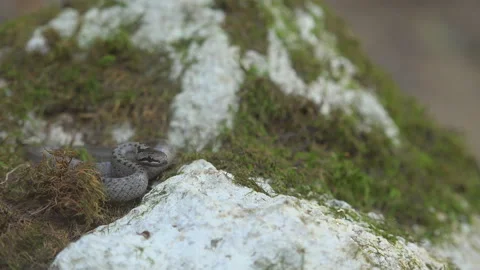 Small smooth snake (Coronella austriaca) defending when hand trying to catch it Stock Footage 141354647