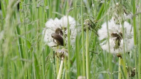 Small Snail and Beetle on Dandelion Seed Head - 4K Macro Static Shot Stockbeeldmateriaal 335261003