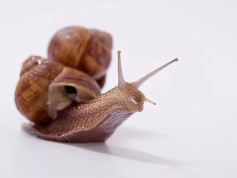 Small snail with brown shell crawling on white surface Fotos Stock