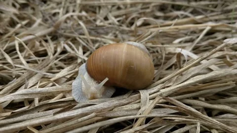 A small snail with a brown shell crawls through dry grass Stock Footage 250357700