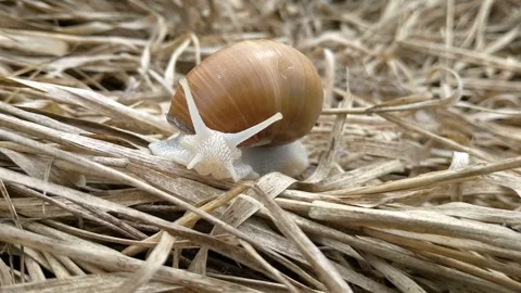 A small snail with a brown shell crawls through dry grass Stock Footage 250357718