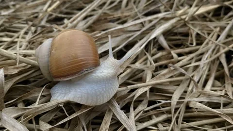 A small snail with a brown shell crawls through dry grass Stock Footage 250357730