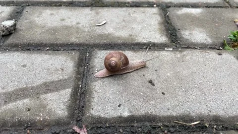 A small snail with a brown shell crawls on wet tiles outside after rain Stock Footage 312633347