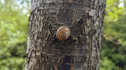 Small snail with brown spiral shell resting on textured tree bark in soft f.. Stock Photos