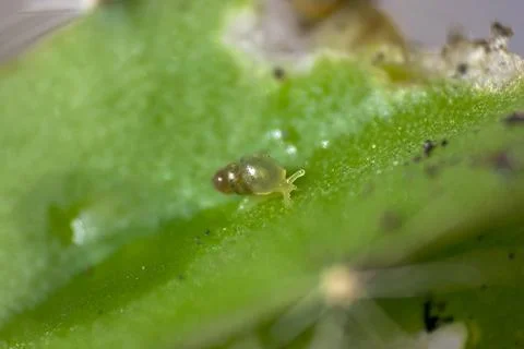 Small snail on the cactus. Stock Photos