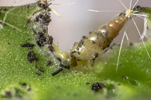 Small snail on the cactus. Stock Photos
