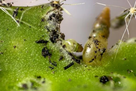 Small snail on the cactus. Stock Photos