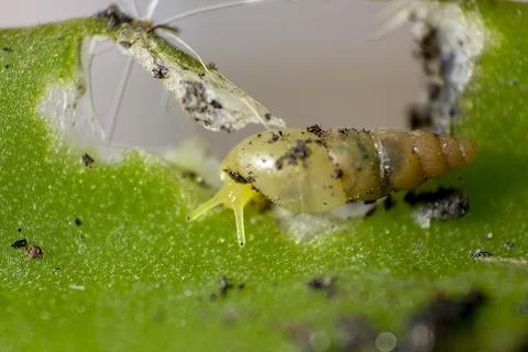 Small snail on the cactus. Foto stock