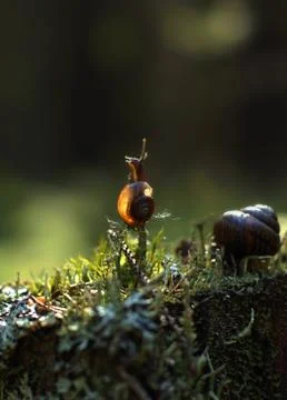 A small snail climbed a vertical twig in the forest and looks out of the way, Stock Photos