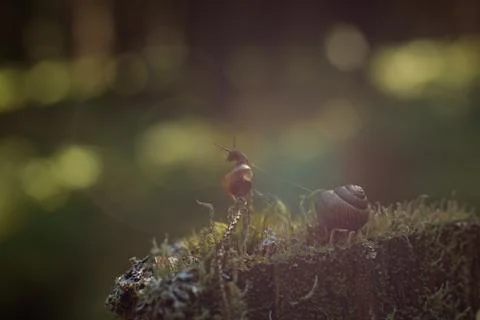 A small snail climbed a vertical twig in a dark forest and looks away, bright Stock Photos