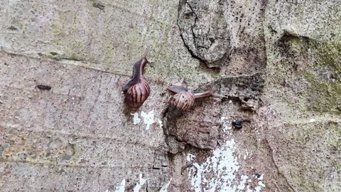 Small Snail Close-up 4K Video Stock Footage 319422982