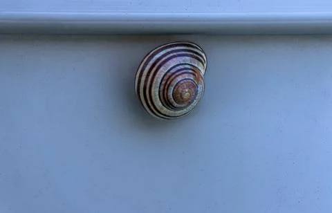 Small snail with concentric stripes shell Stock Photos
