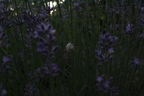 A small snail crawled onto the green stem of an interesting miniature purple Stock Photos