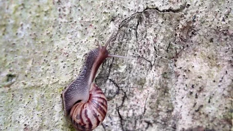 Small Snail Crawling 4K Close-up Video Stock Footage 319422996