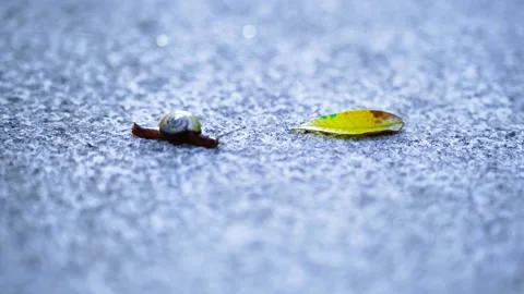 Small Snail Crawling Across Textured Concrete Near a Fallen Leaf Stock Footage 341999801