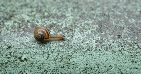 Small snail crawling after rain Stock Footage 140235064