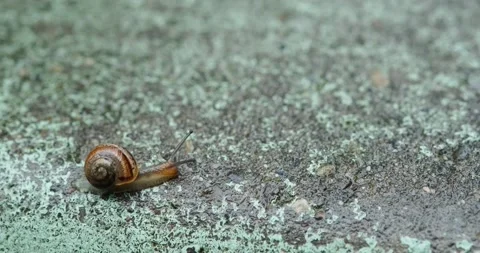 Small snail crawling after rain Stock Footage 140235078