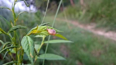 Small Snail Crawling On Green Foliage Leaf Stock Footage 345663909