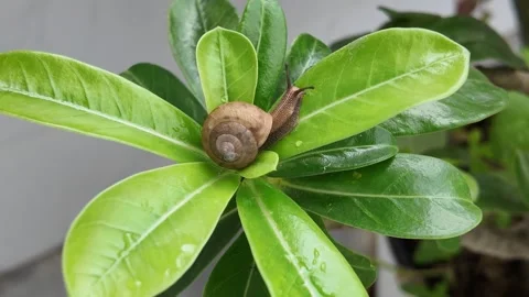 Small Snail Crawling on Green Leaf 4K Video stock 317555706