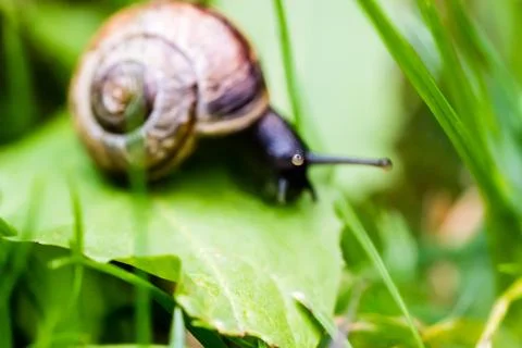 Small snail crawling on green leaf Foto stock