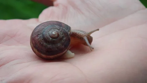Small snail crawling on hand Vidéo 315359014