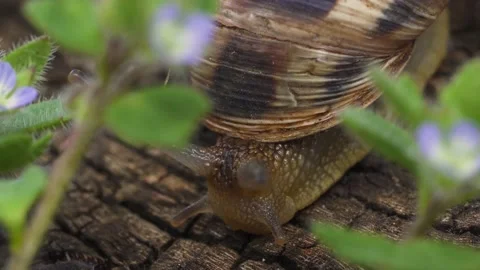 Small snail crawling on a hemp close up Stock Footage 197360179