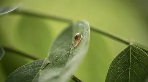 Small snail crawling on a leaf in dew, incredible wildlife Foto stock