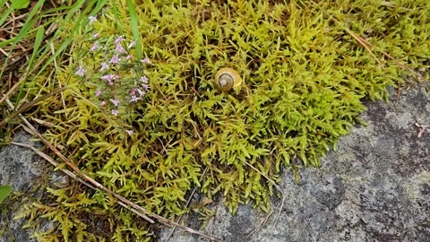 Small Snail crawling on a Mossy Stone in Forest on the stone. Stock Footage 341745234