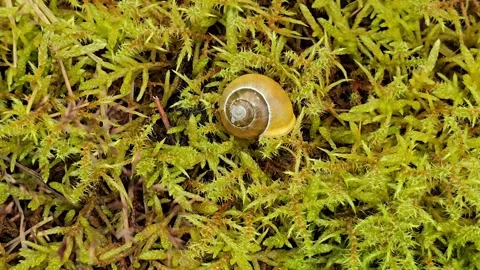 Small Snail crawling on a Mossy Stone in Forest Stock Footage 341745343