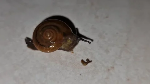 Small Snail Crawling at Night – Macro Garden Wildlife Footage 스톡 동영상 330795575