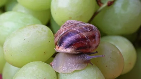 Small snail is crawling over the berries of white grapes. Stock Footage 169793066