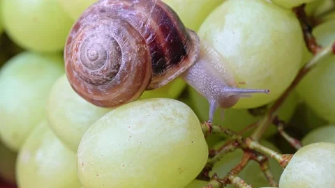 Small snail is crawling over the berries of white grapes. Stock Footage 169793107