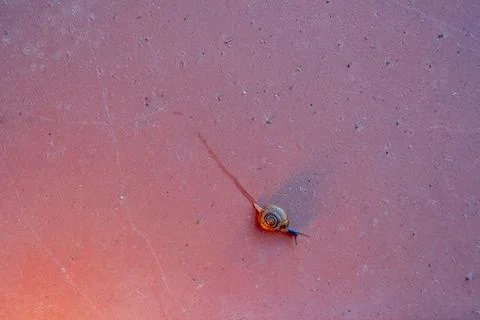 A small snail is crawling on a pink surface 스톡 사진