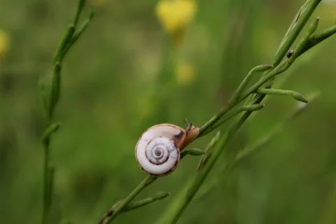 A small snail is crawling on a Plant stem of green grass. Tbilisi, georgia. Stock Photos