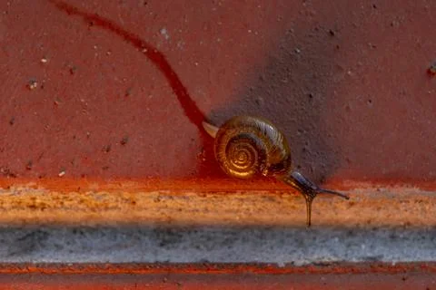 A small snail is crawling on a red brick wall Stock-Fotos